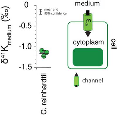 Stable potassium isotopes (41K/39K) track transcellular and paracellular potassium transport in biological systems